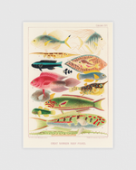 Great Barrier Reef Fishes No.2