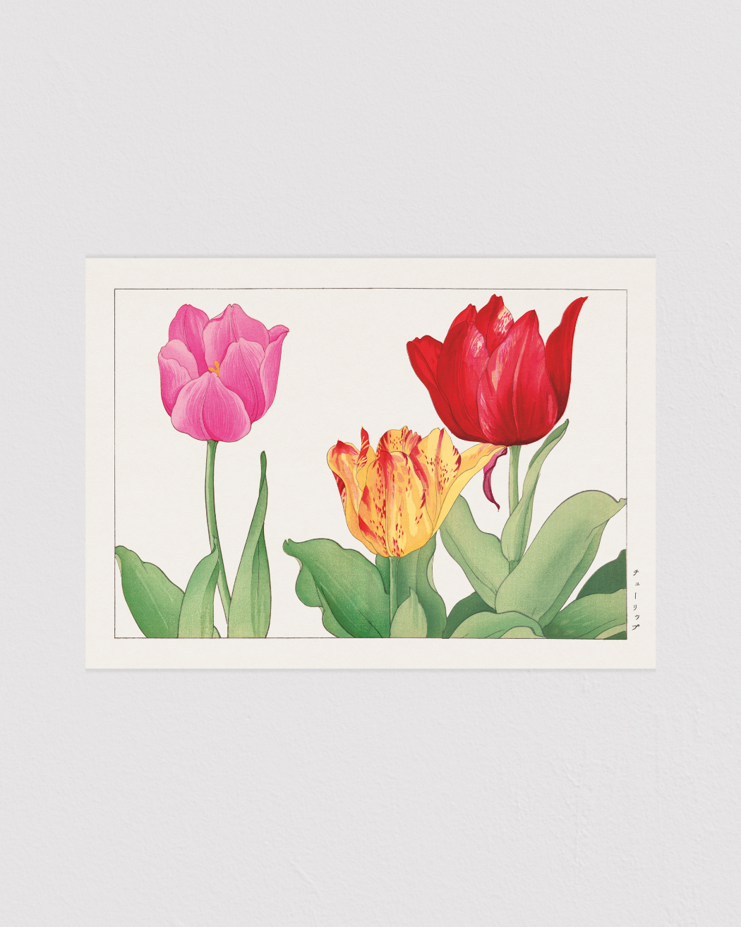 Tulip flower