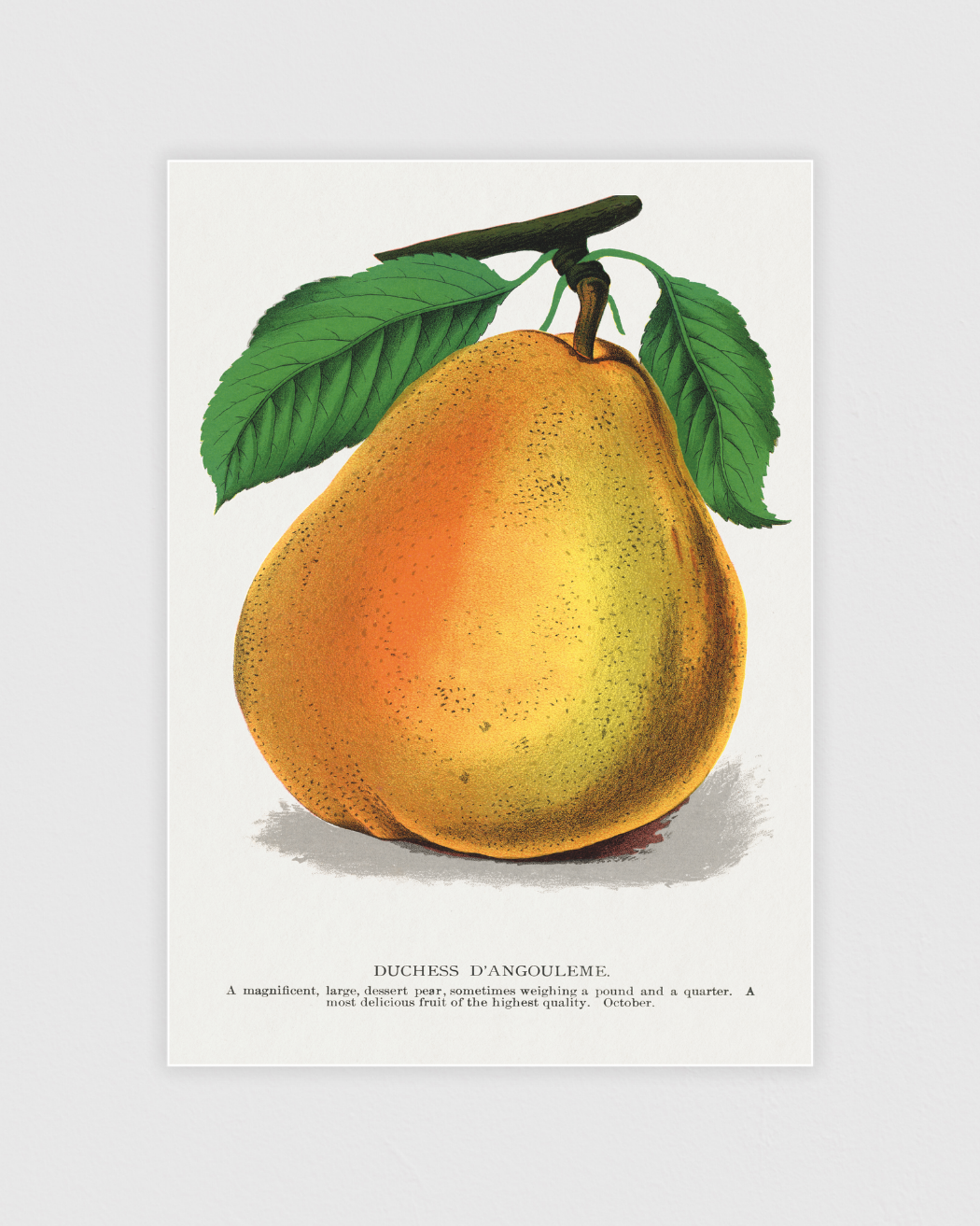 Duchess D’Angouleme Pear