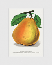 Duchess D’Angouleme Pear