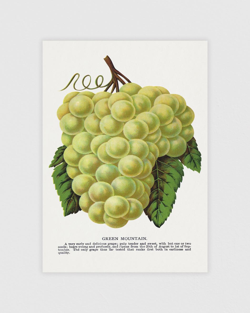 Green Mountain Grape