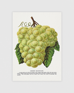 Green Mountain Grape