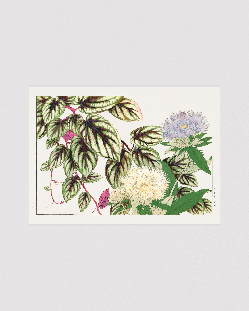 Vitis & Stokesia flower