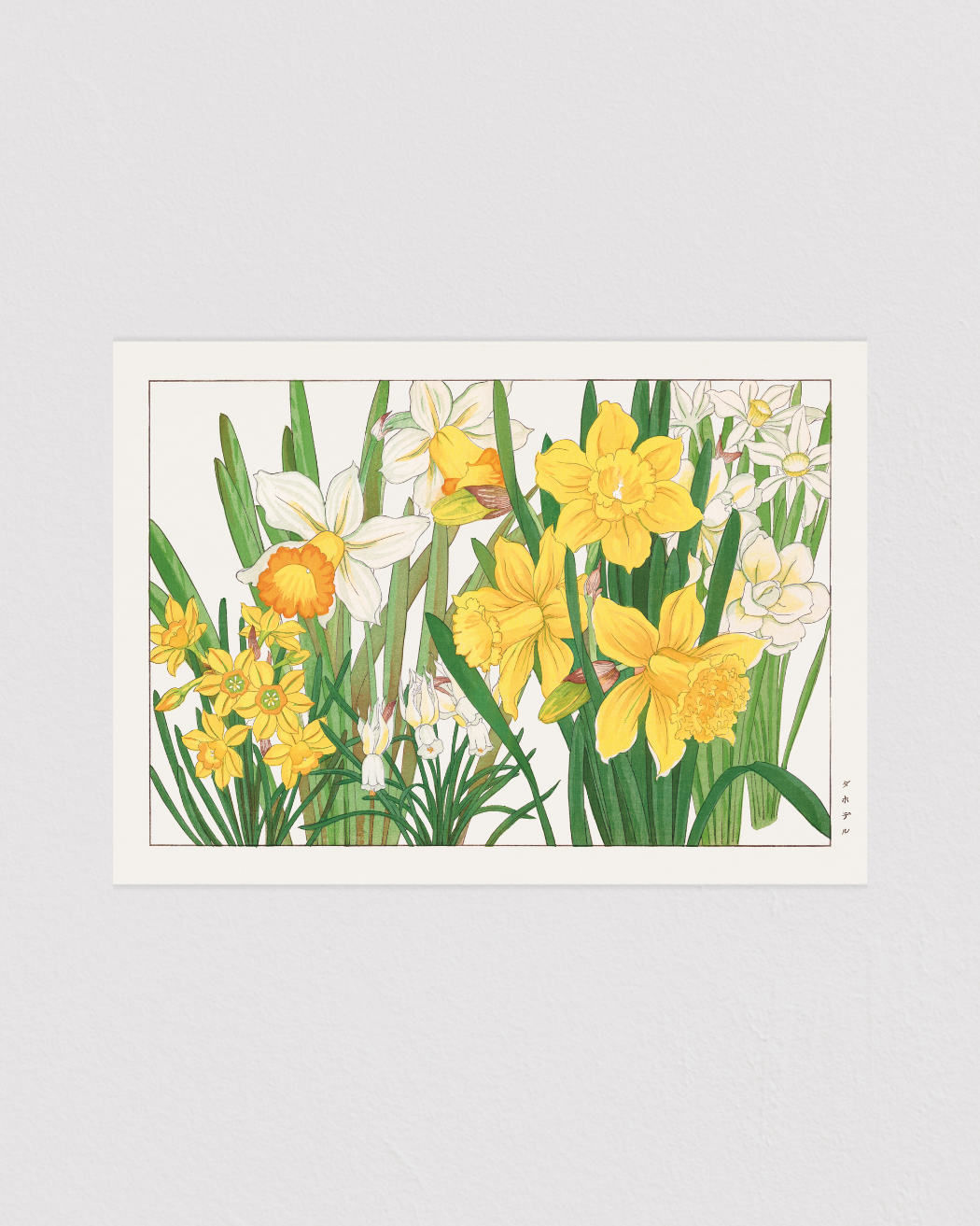 Daffodil flower