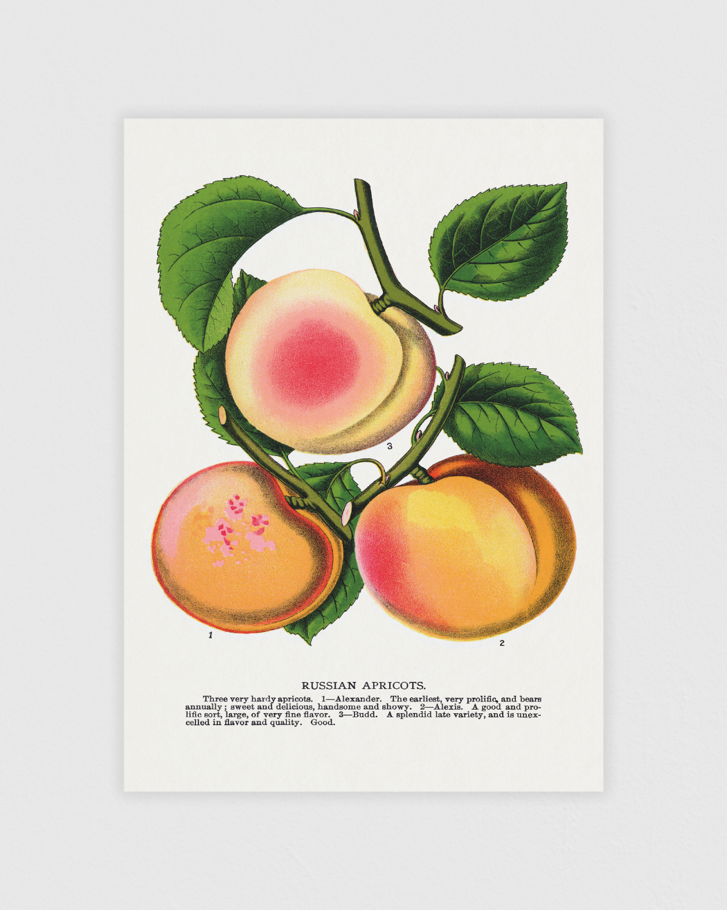 Russian Apricots