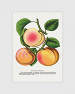 Russian Apricots