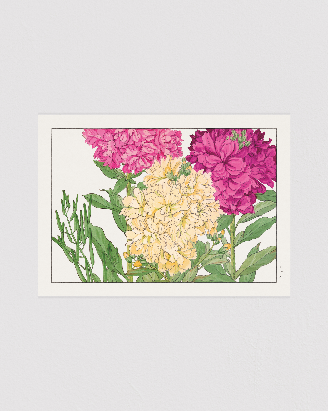 Stock flower