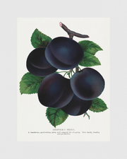 Shippers Pride Plum