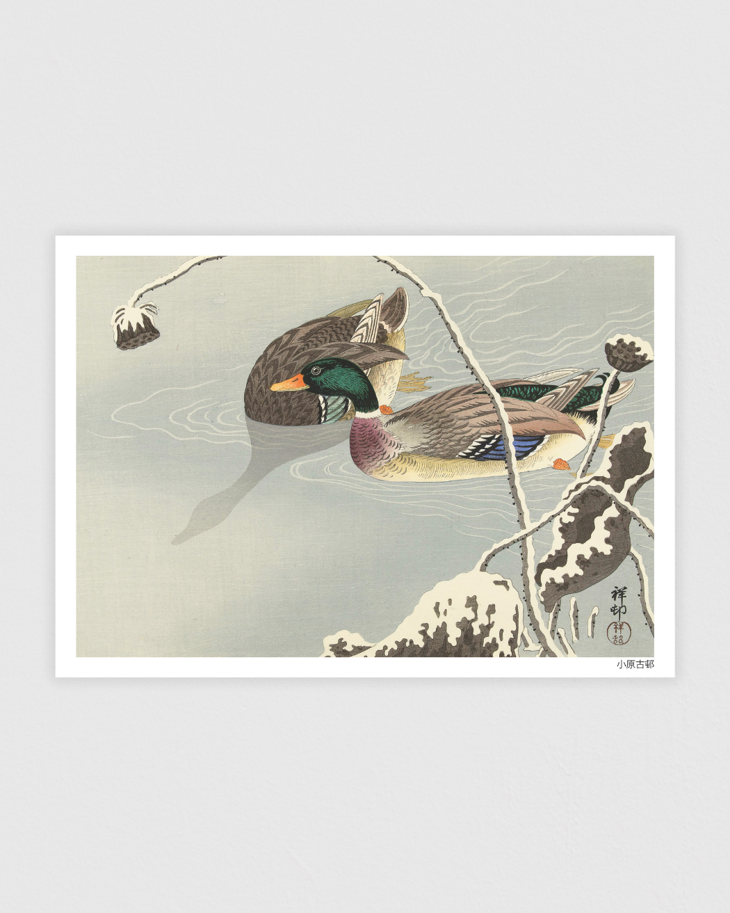 Two Mallards near a Snow Covered Lotus