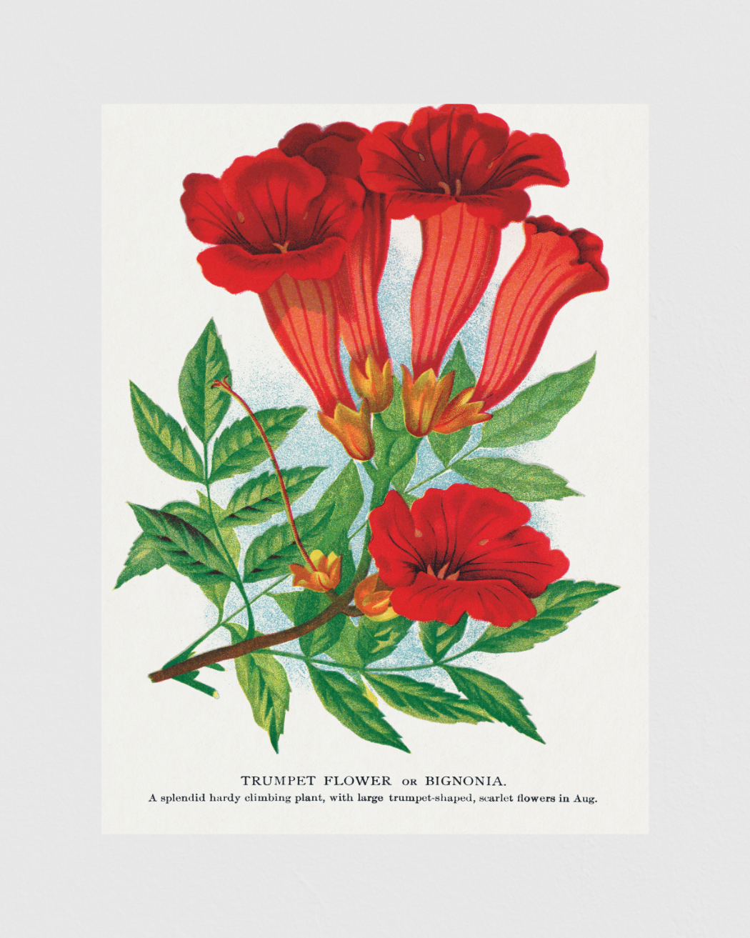 Trumpet Flower or Bignonia