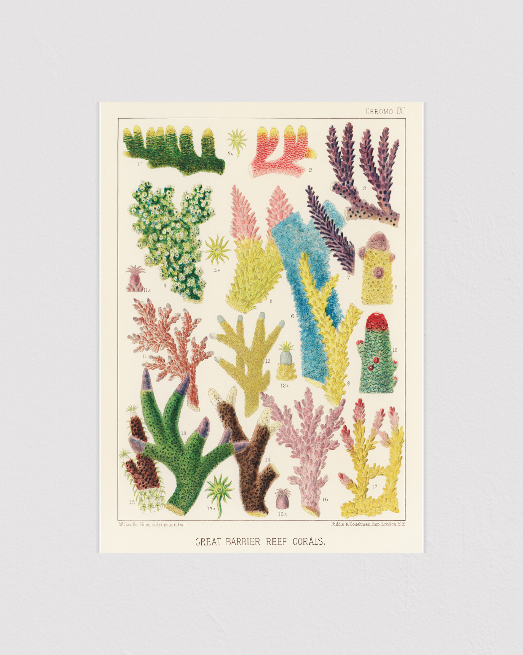 Great Barrier Reef Corals