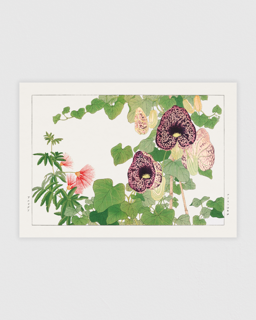 Albizia & Aristolochia flower