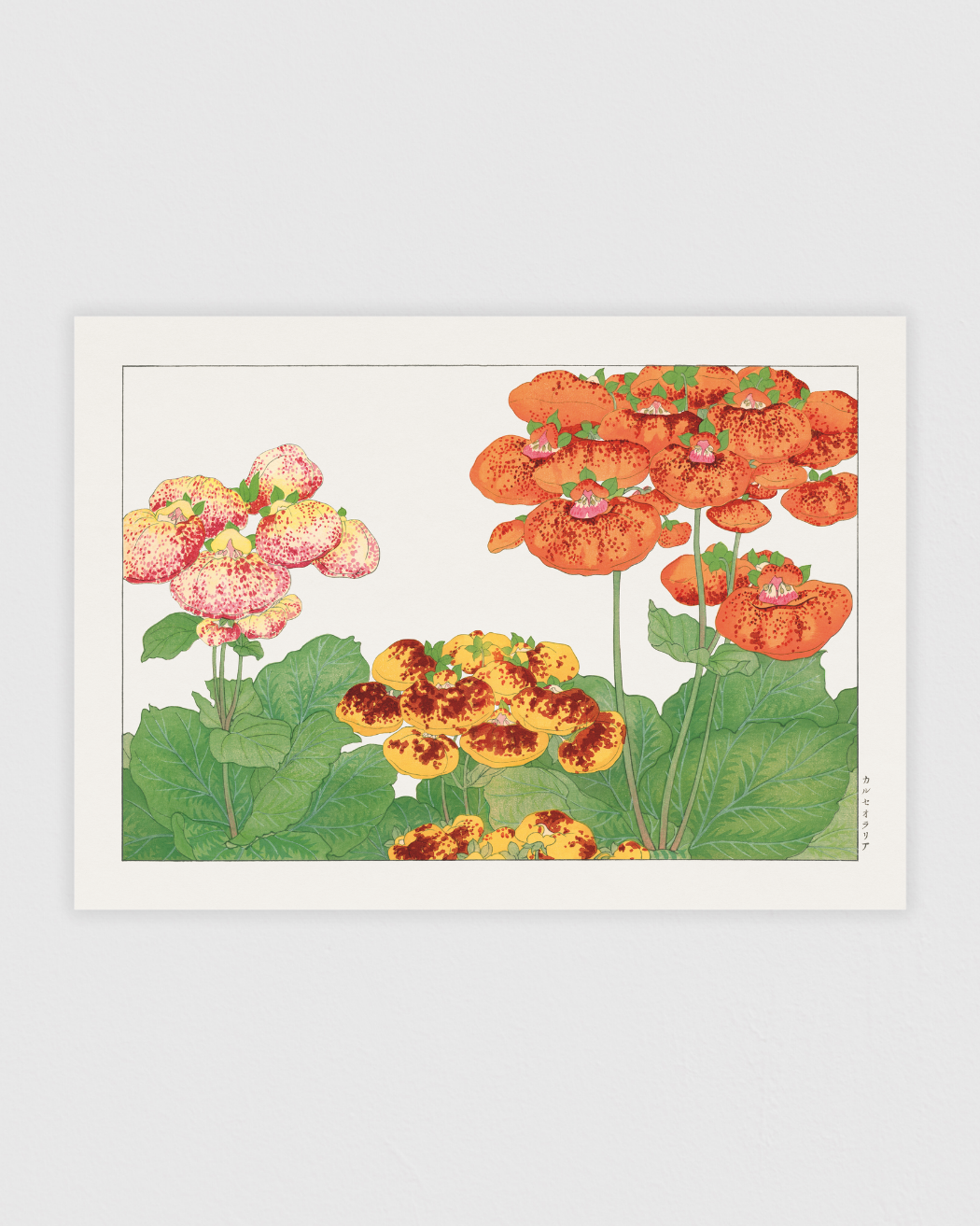 Calceolaria flower