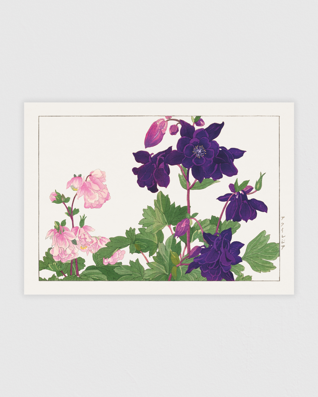 Aquilegia flower