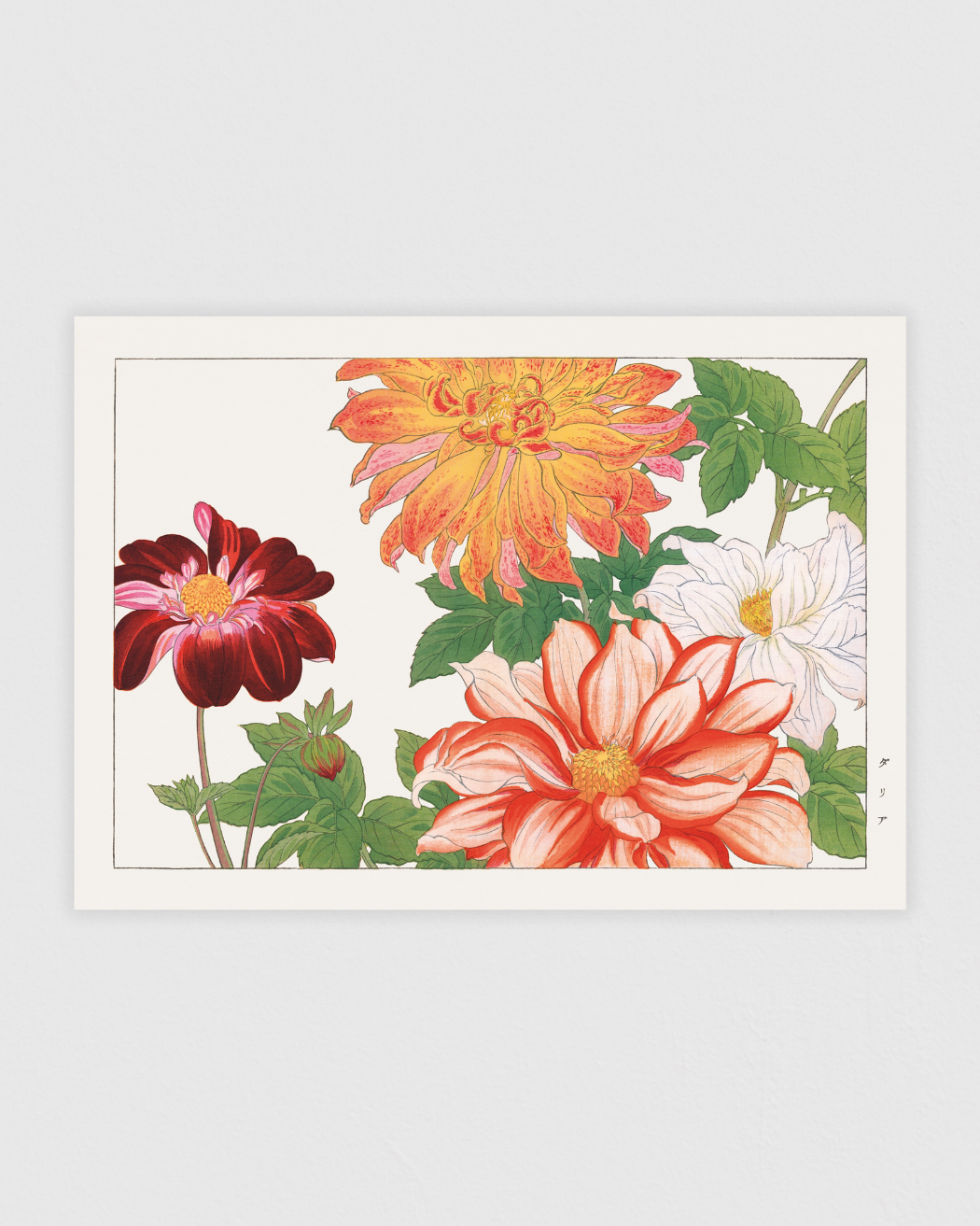 Dahlia flower