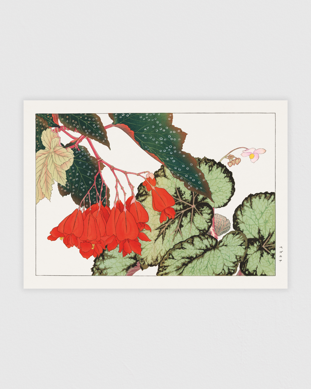 Cracklin Rosie Begonia flower