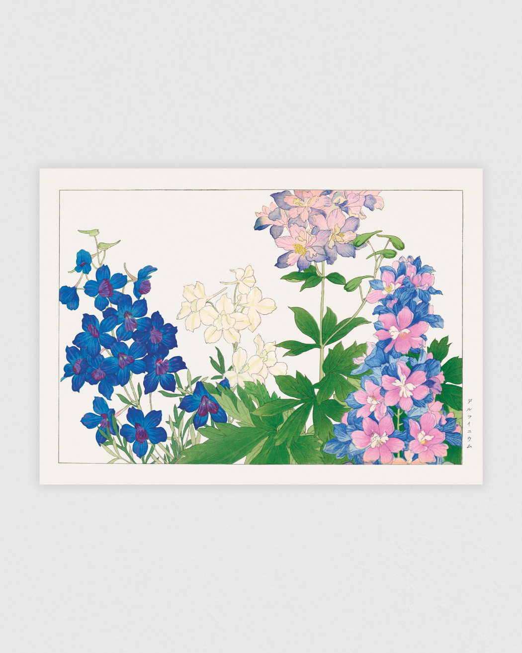 Delphinium flower