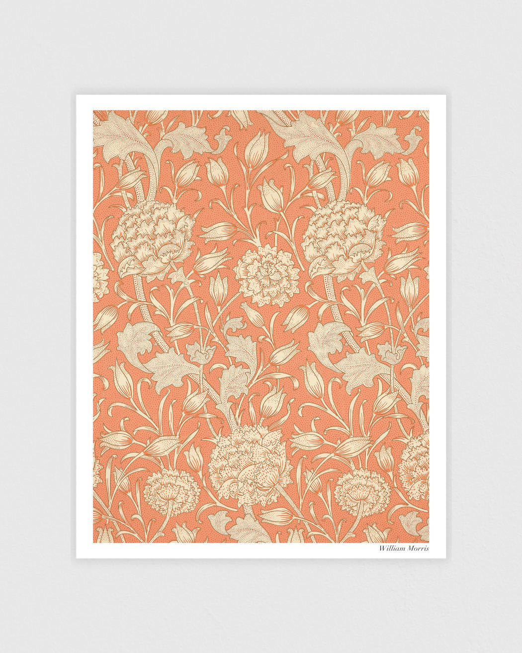 Wild Tulip