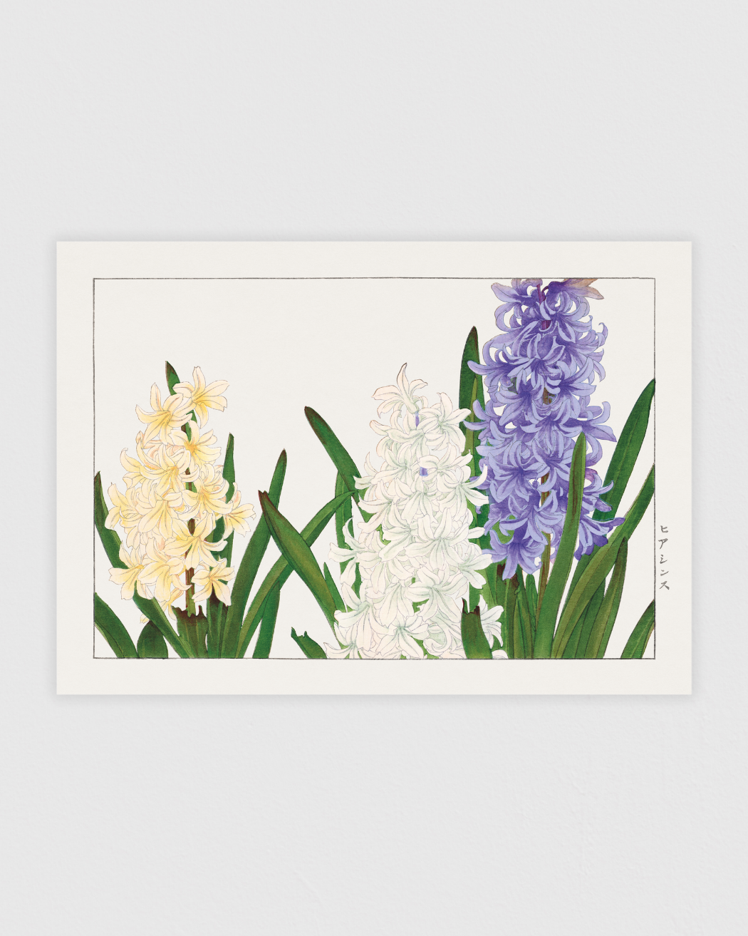 Hyacinth flower