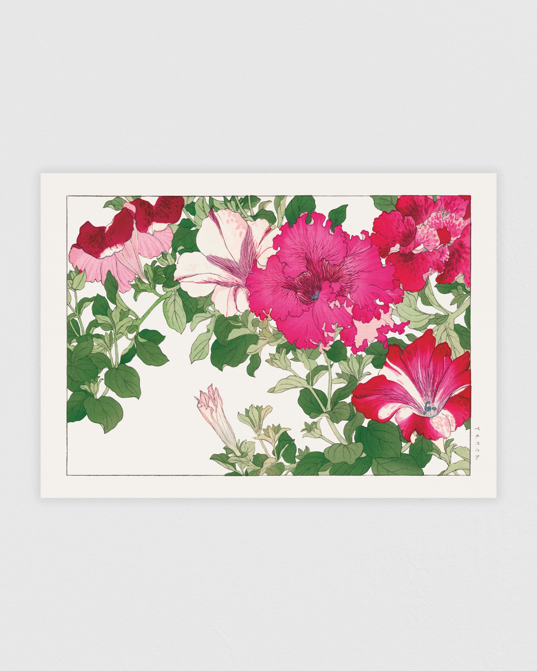Petunia flower