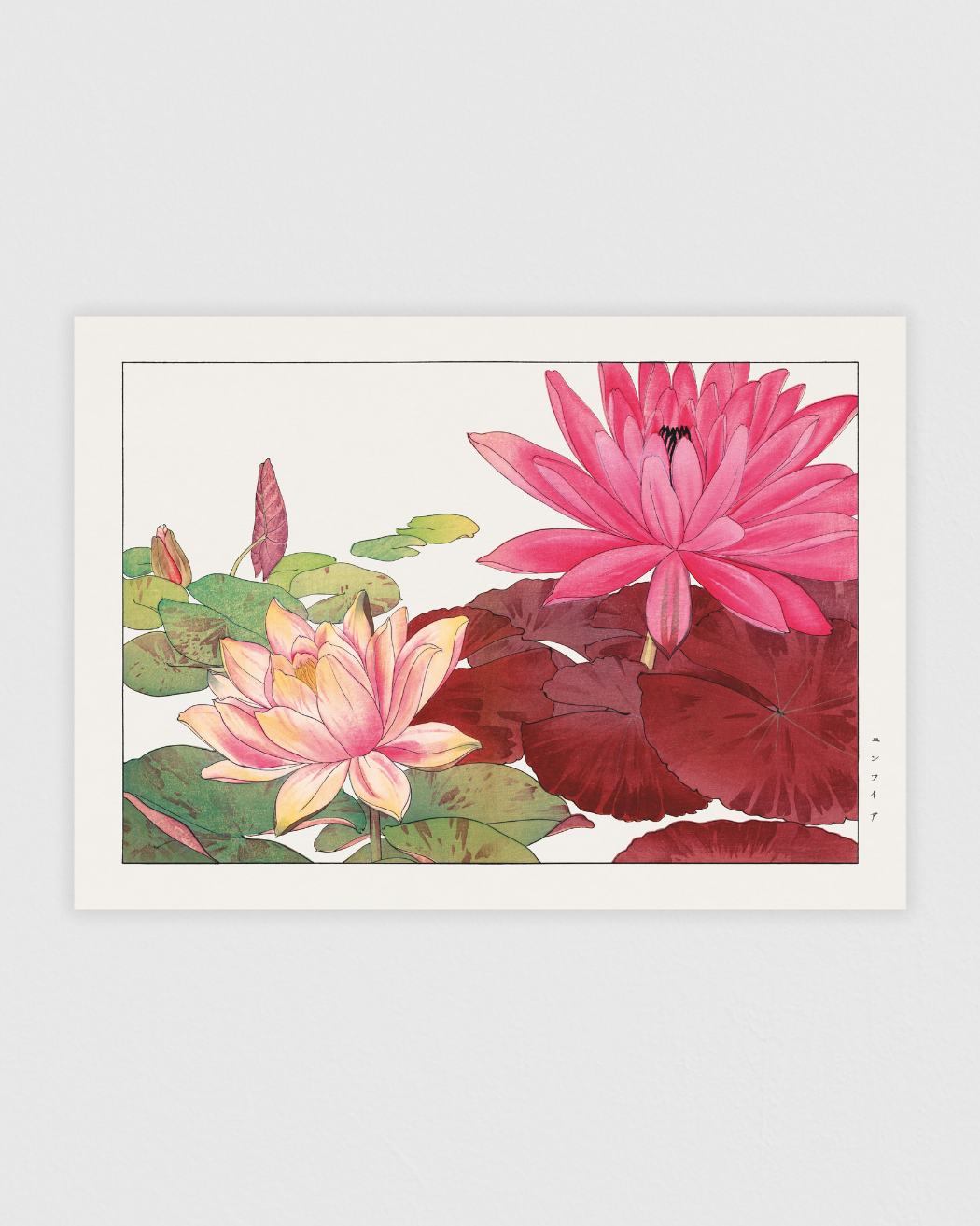 Nymphaea lotus flower