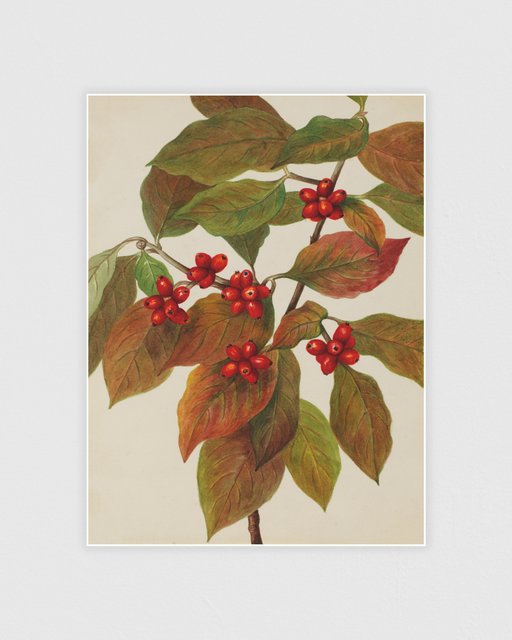 Flowering Dogwood (Cornus florida)