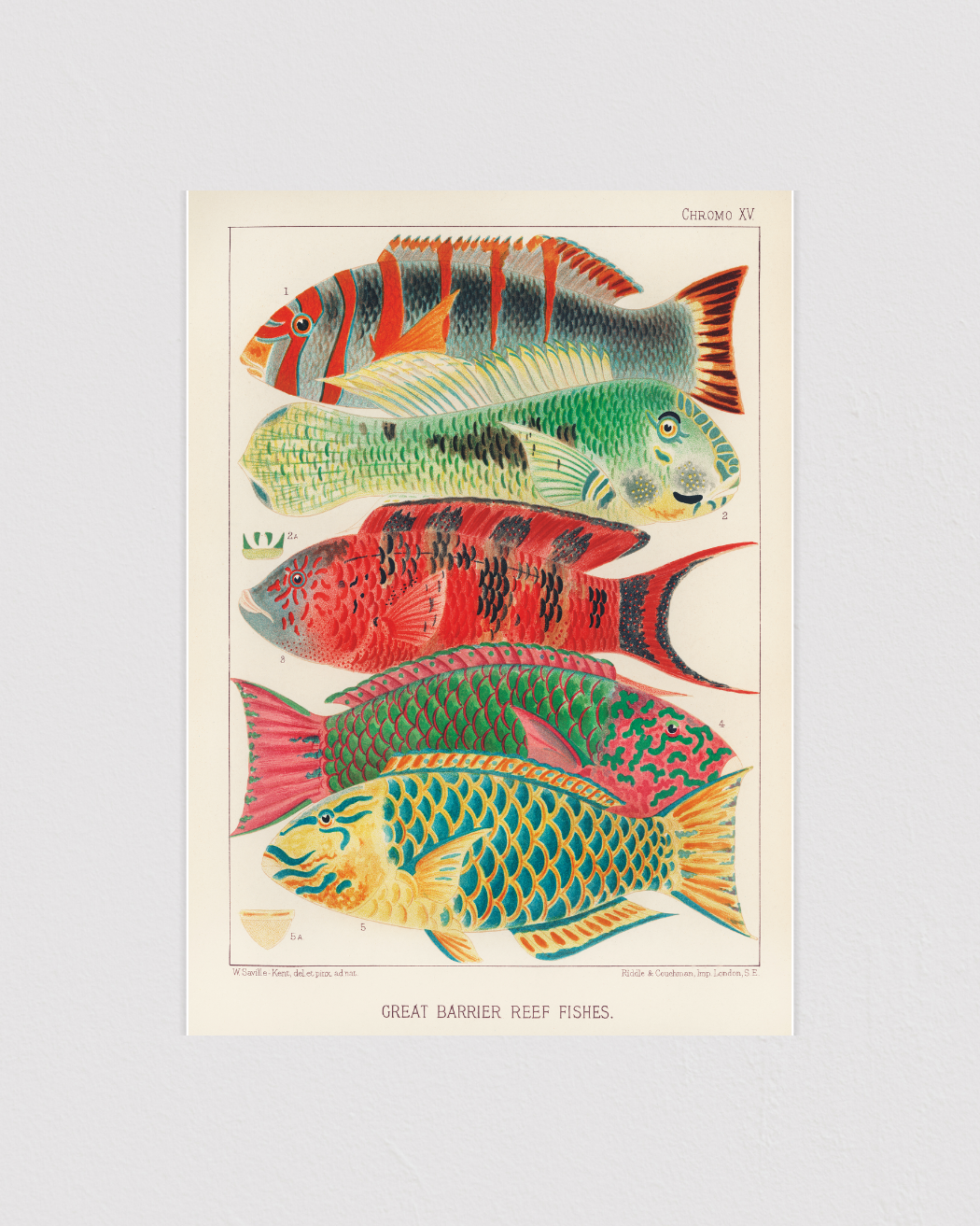 Great Barrier Reef Fishes