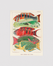 Great Barrier Reef Fishes