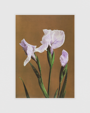 Iris Kæmpferi