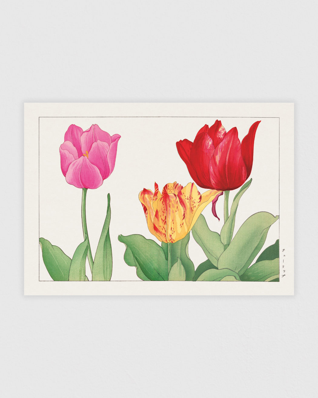 Tulip flower