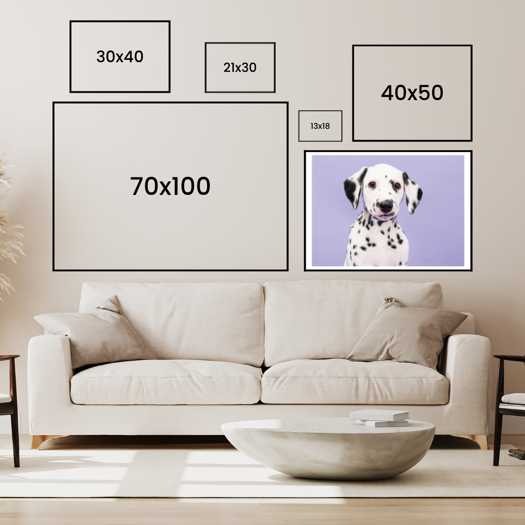 Dalmatian Puppy Poster