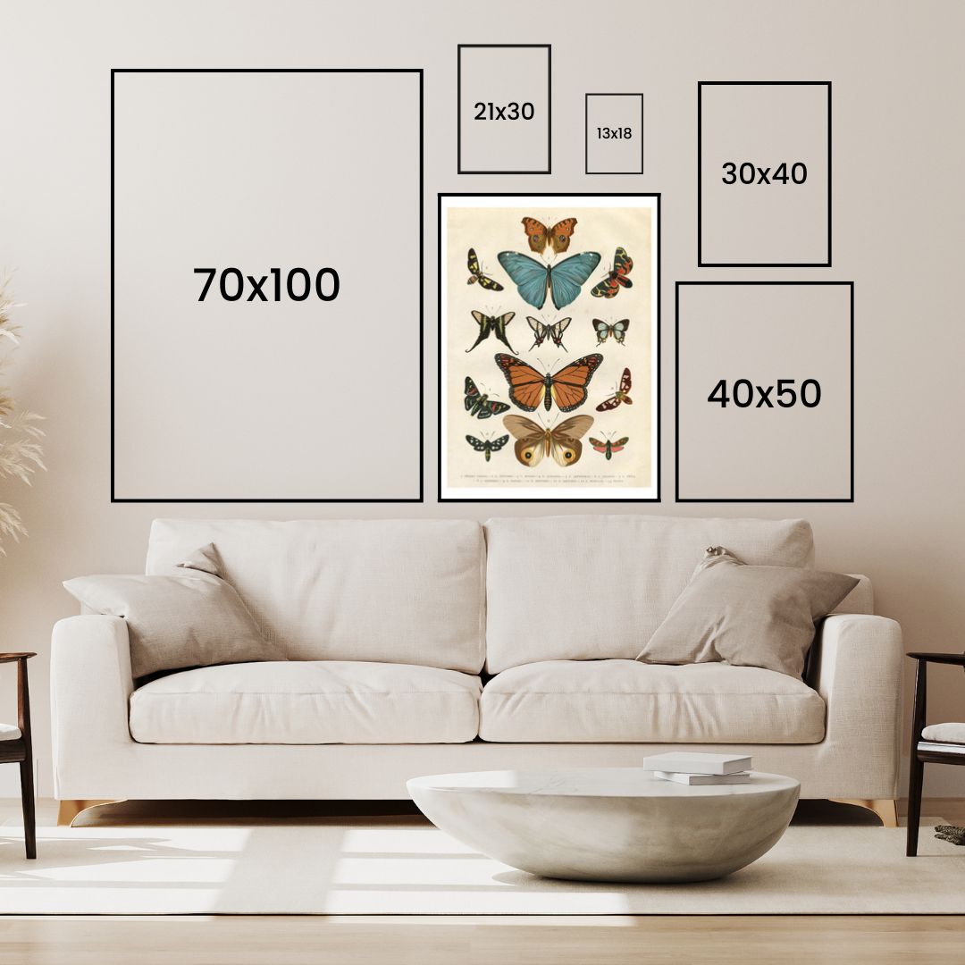 Different Species Of Butterflies Poster