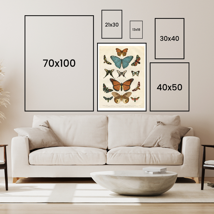 Different Species Of Butterflies Poster