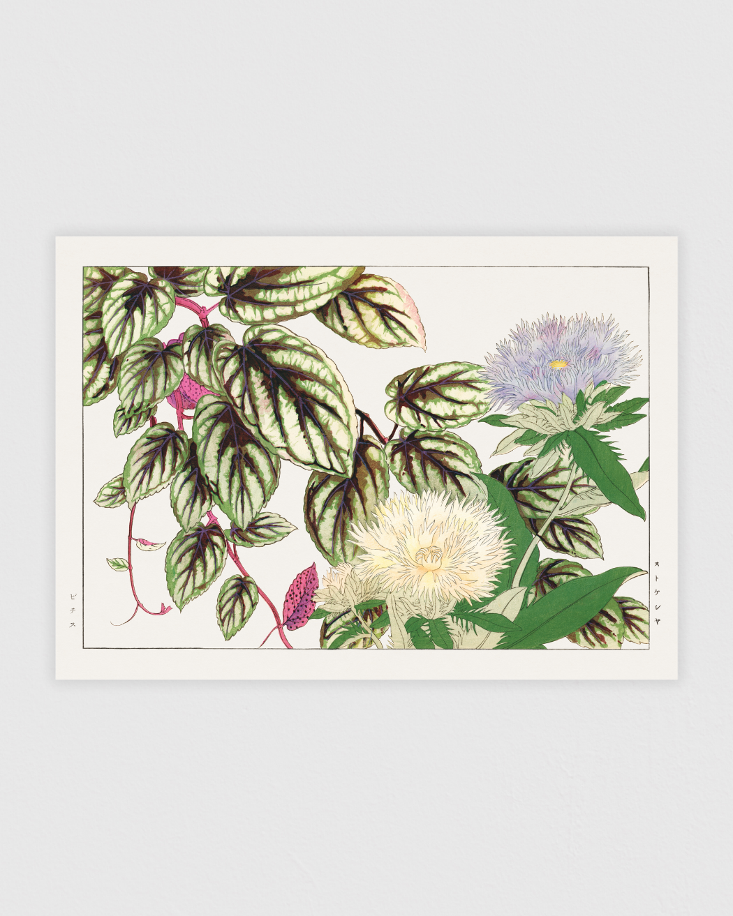 Vitis & Stokesia flower