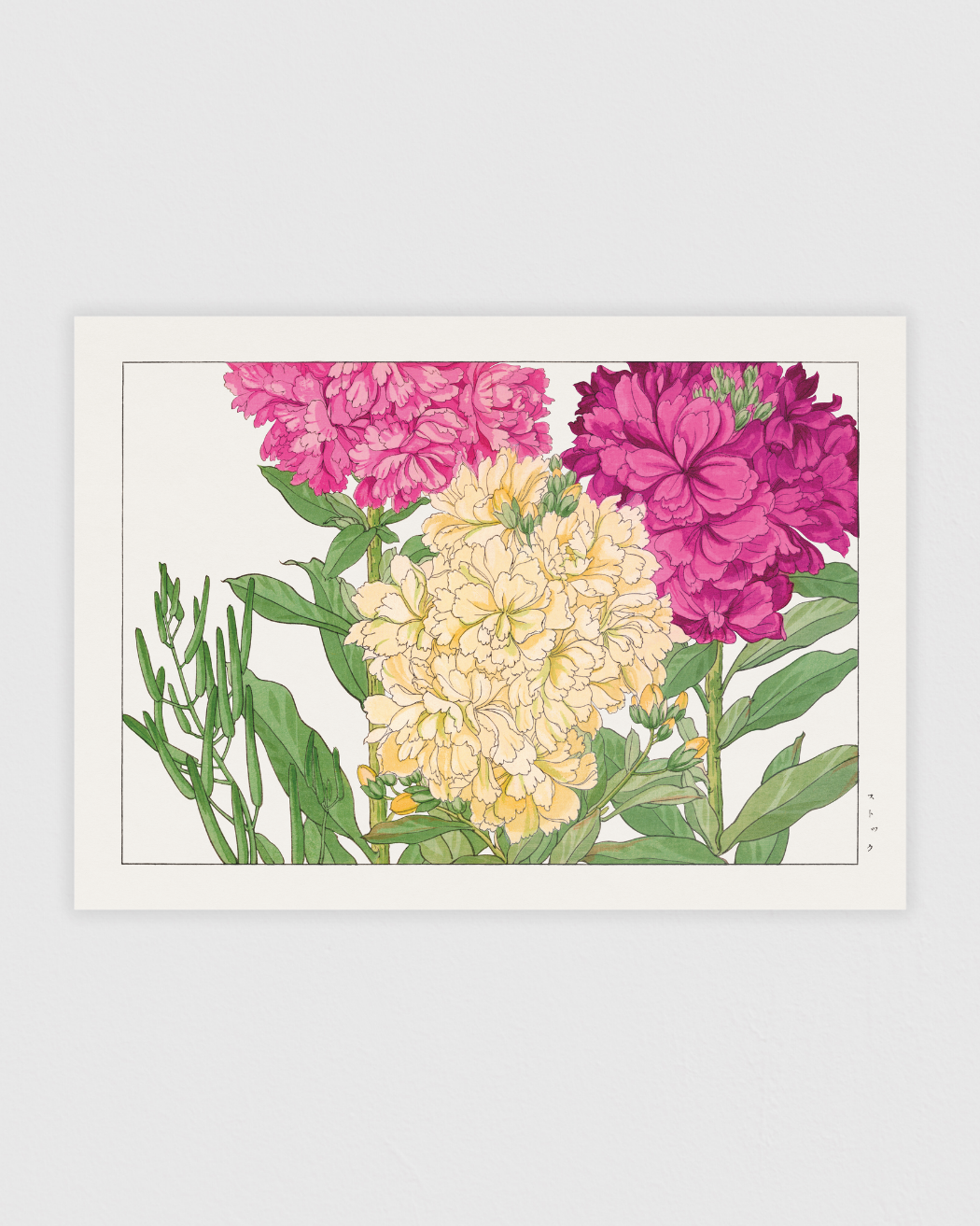 Stock flower