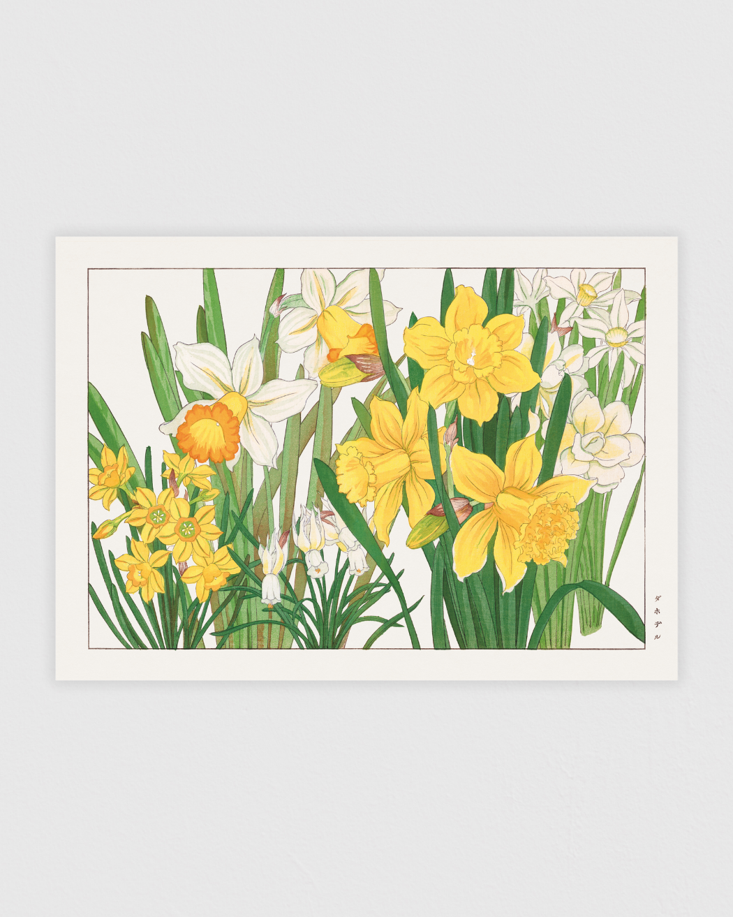 Daffodil flower