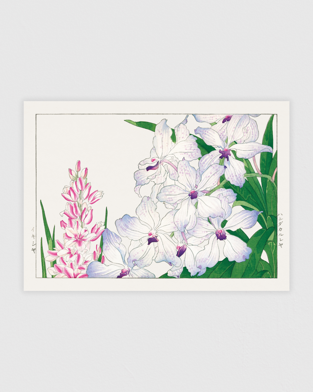 Ixia flower