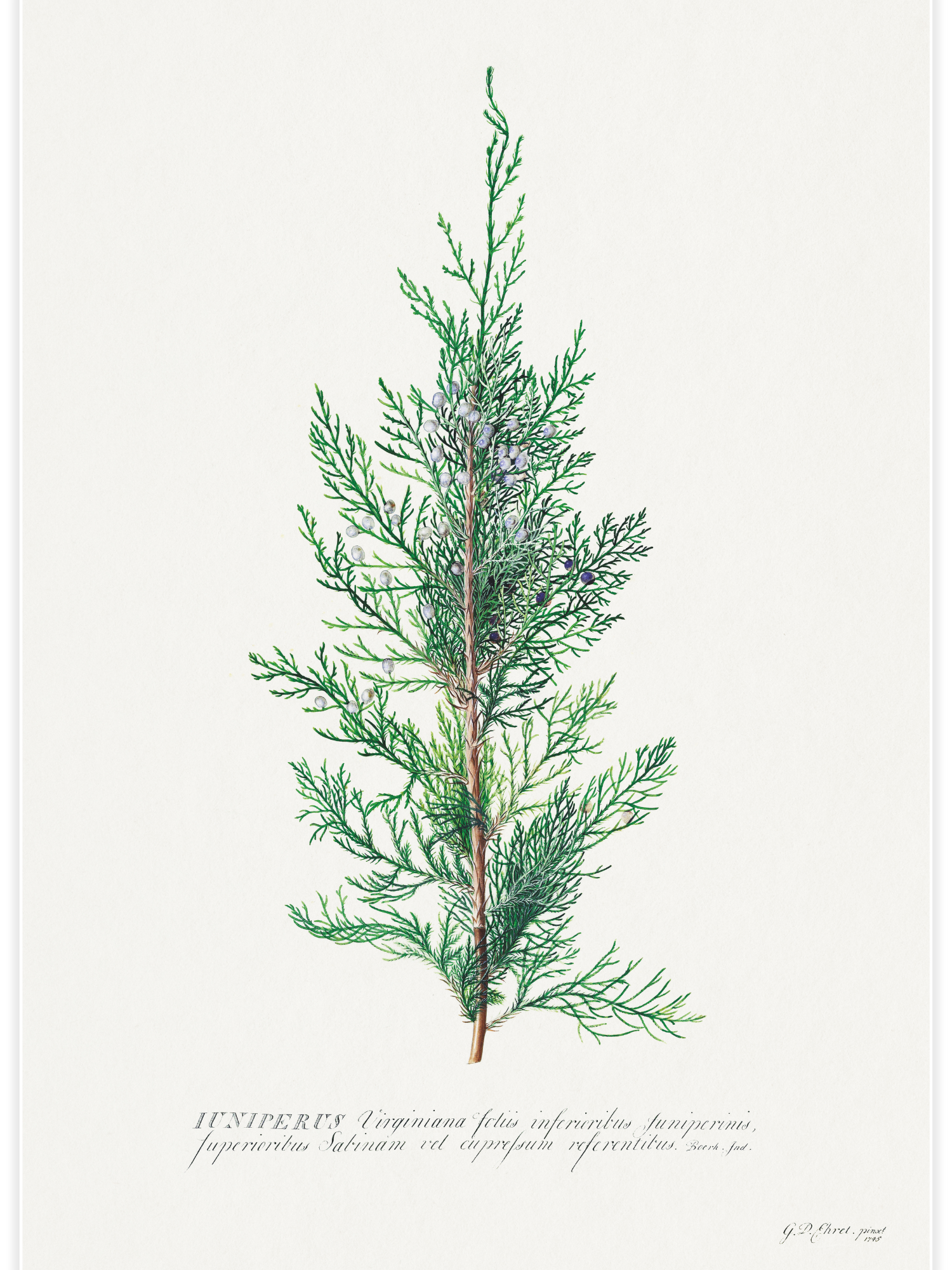 Juniper illustration