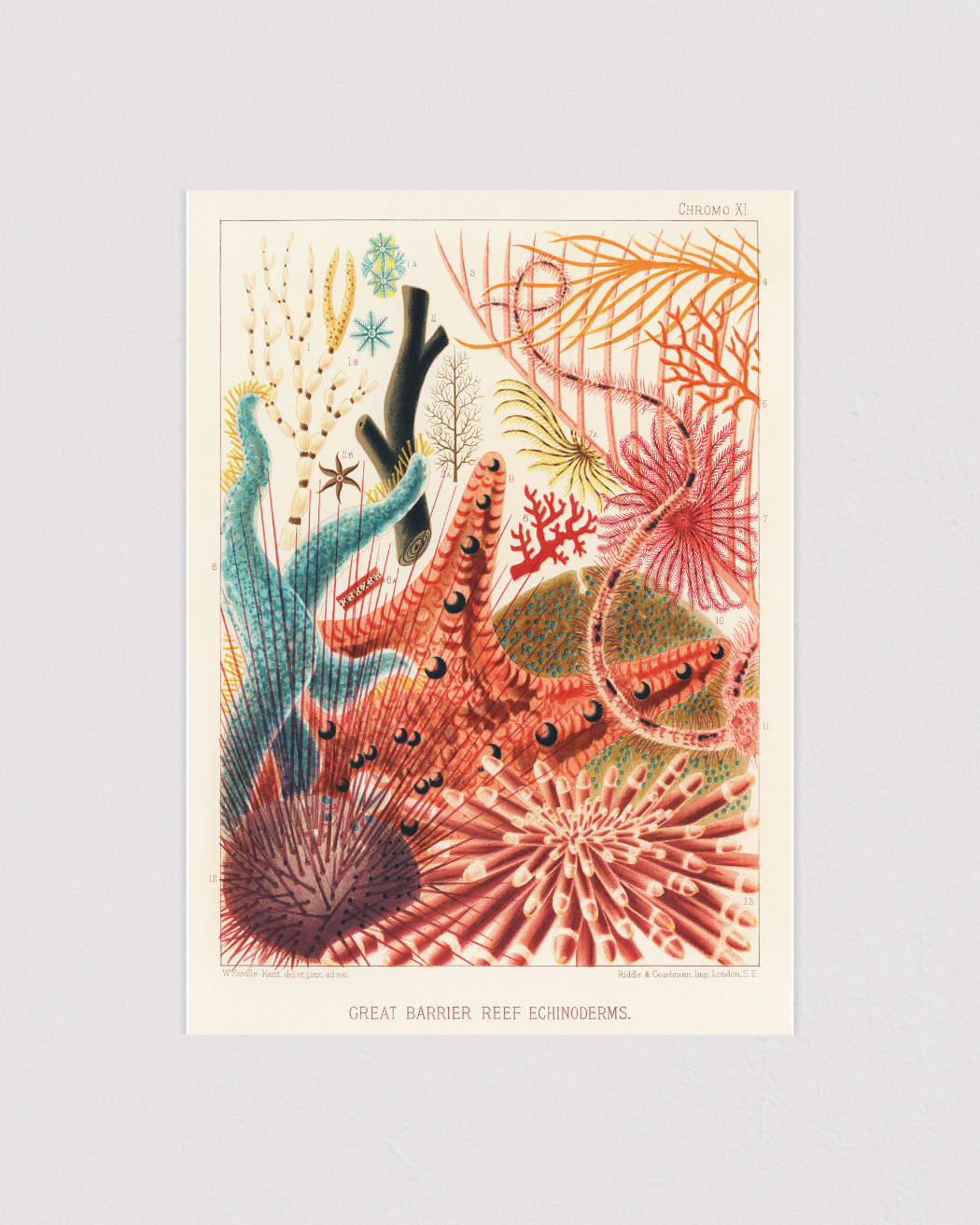 Great Barrier Reef Echinoderms