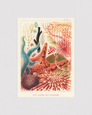 Great Barrier Reef Echinoderms
