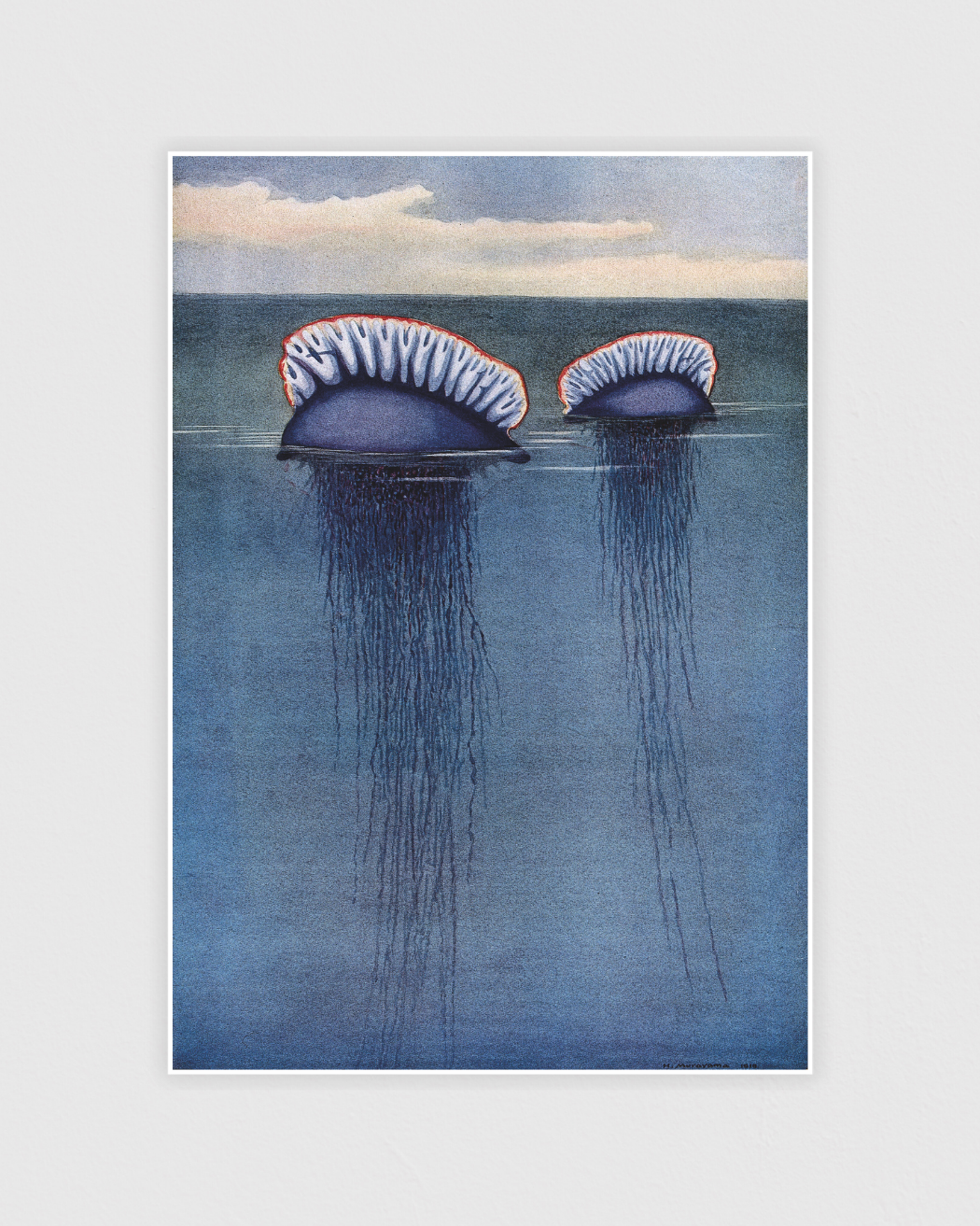 Two Portuguese man o’ war