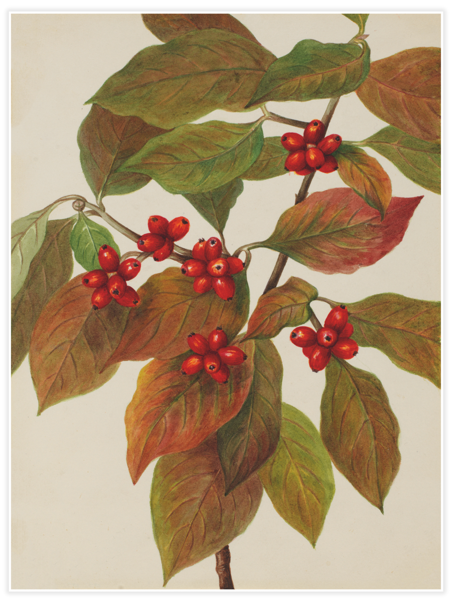 Flowering Dogwood (Cornus florida)