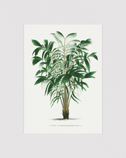 Vintage palm tree illustration No.3