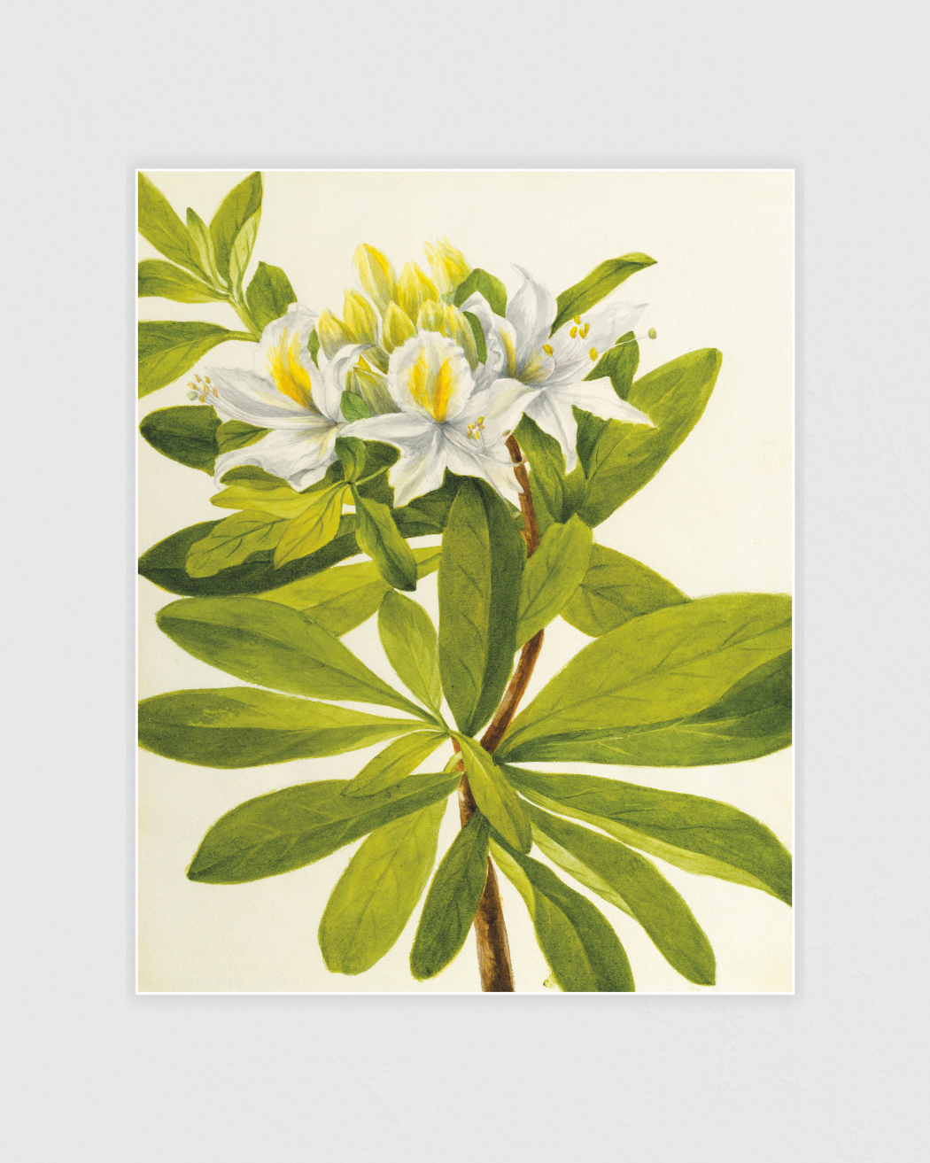 Western Azalea (Rhododendron occidentale)