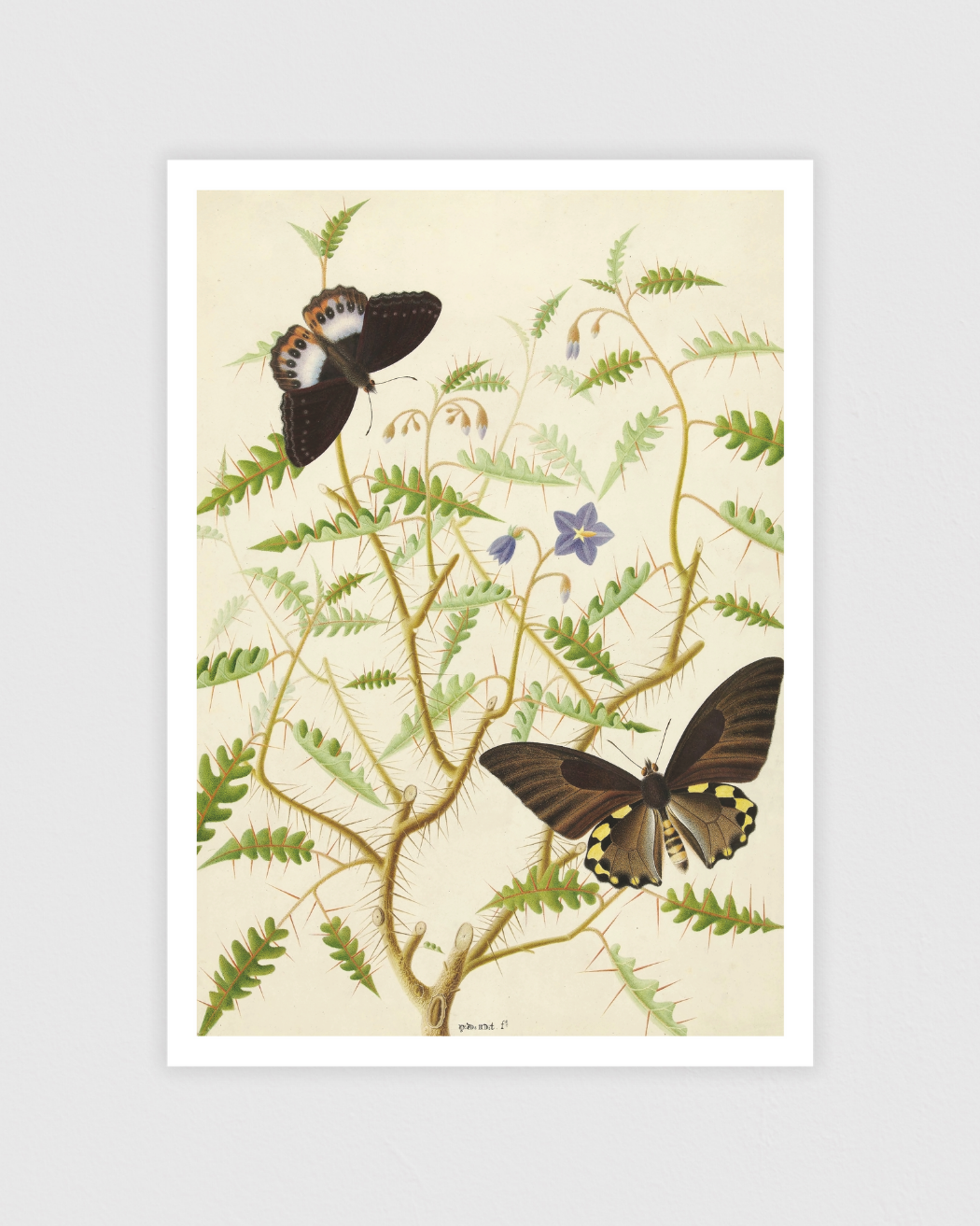 Two Exotic Butterflies on a Blooming Bush