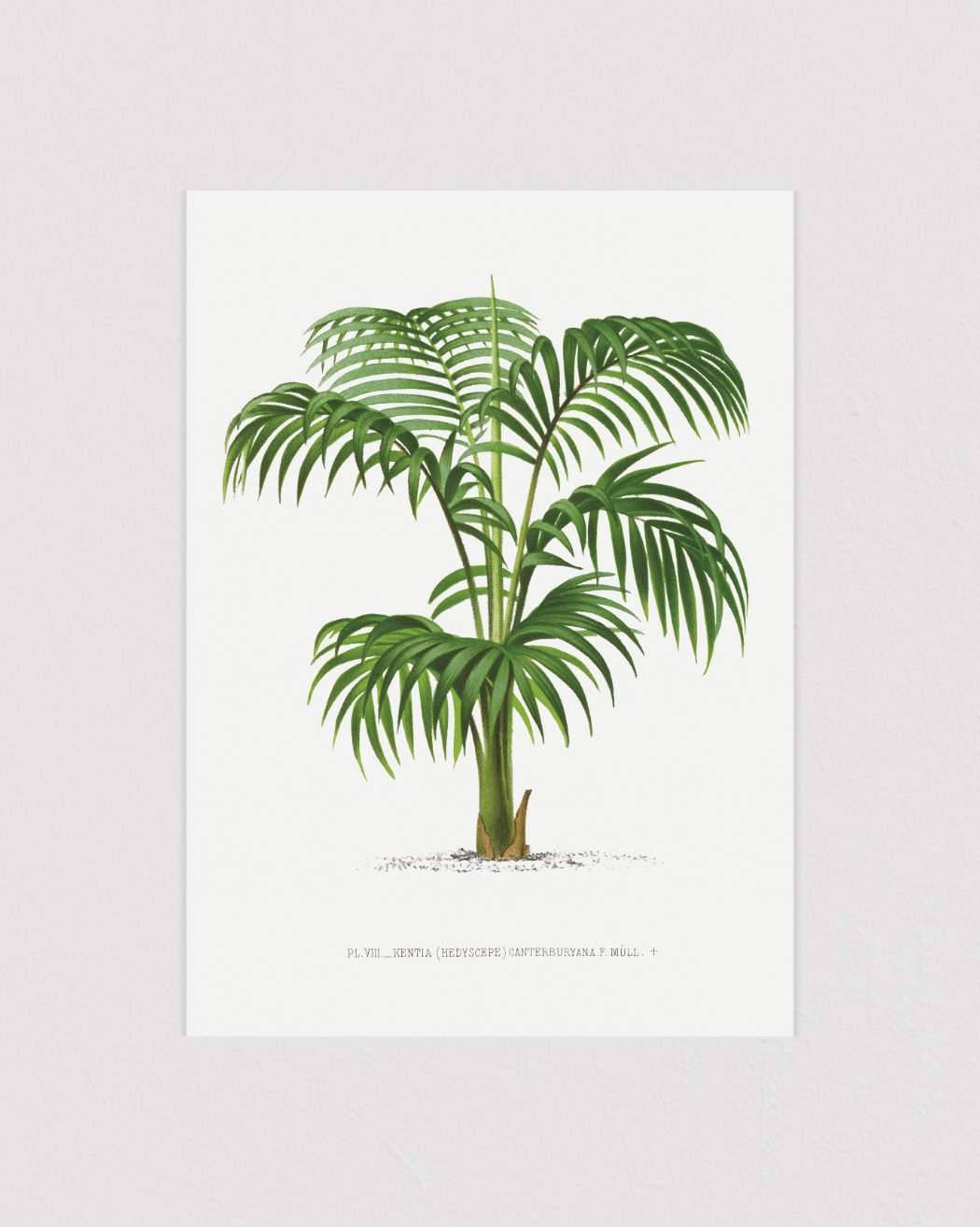 Vintage palm tree illustration No.1