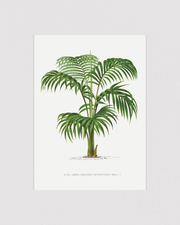 Vintage palm tree illustration No.1