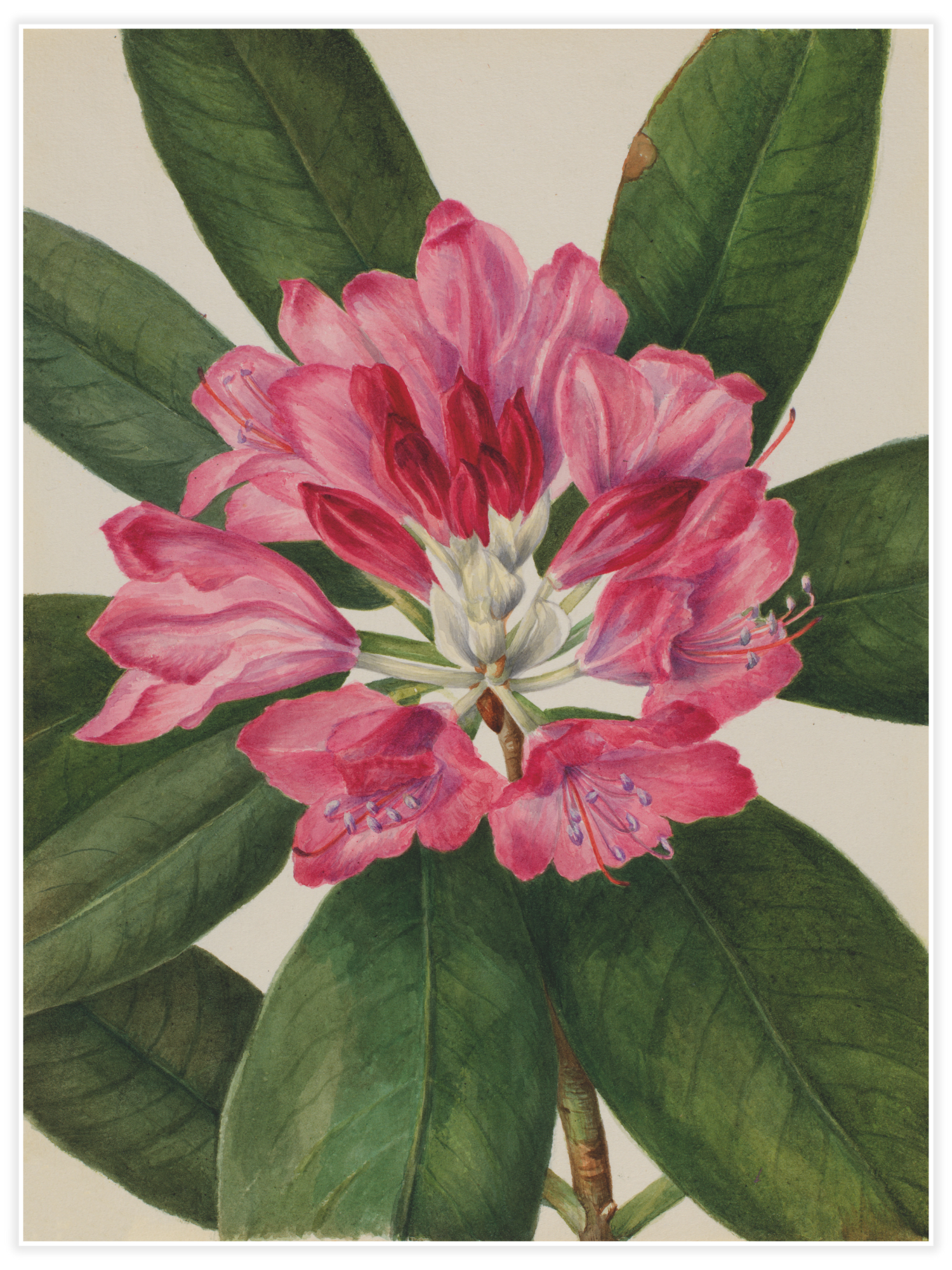 Mountain Rose-Bay (Rhododendron catawbiense)