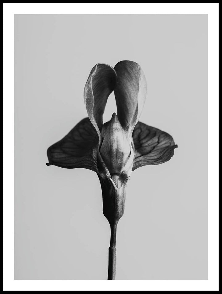 Black And White Flower Poster