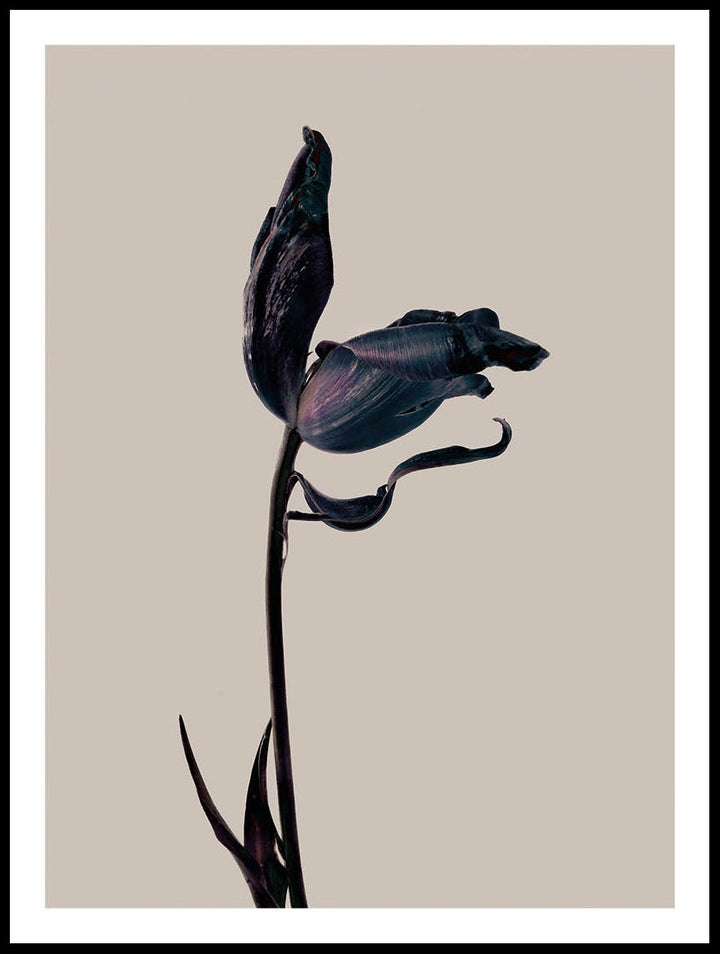 Still Life Tulip Poster